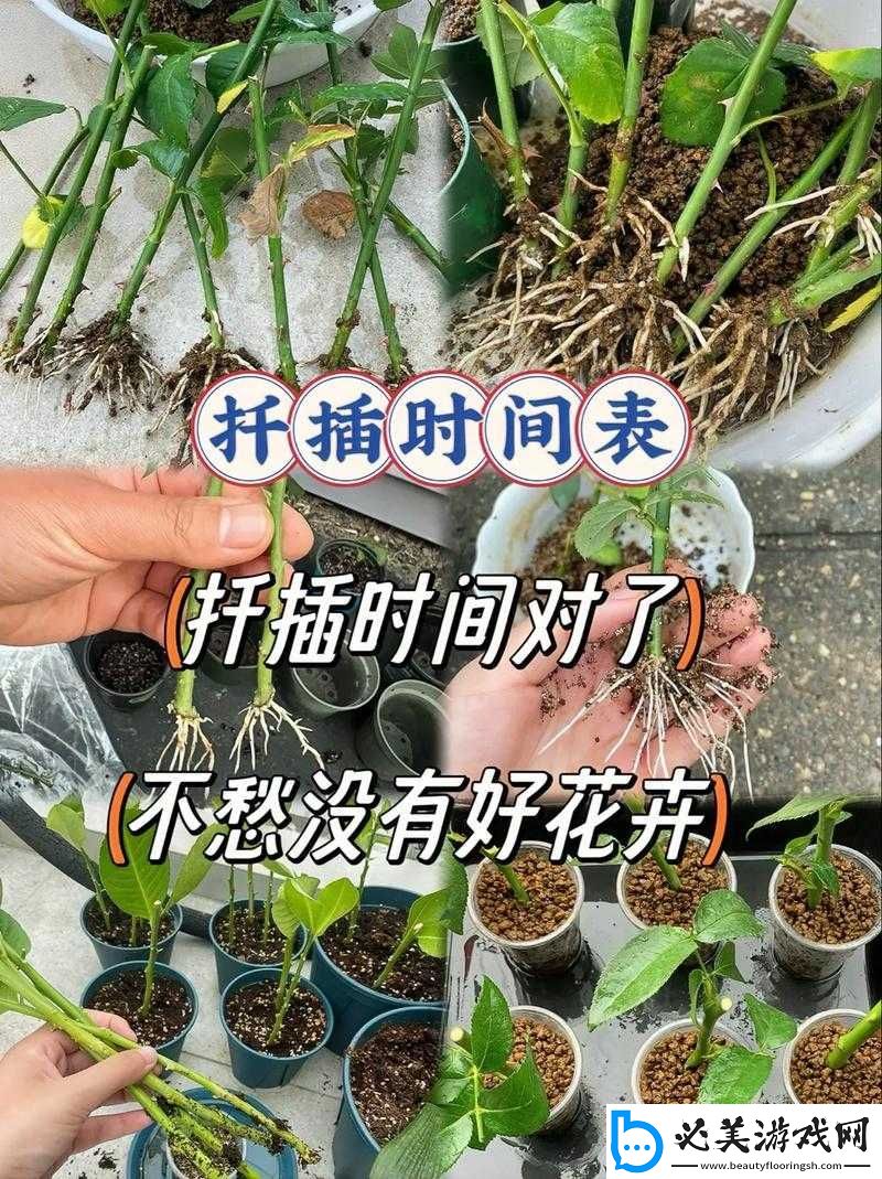 歐式-72-種扦插法的注意事項：必知要點！